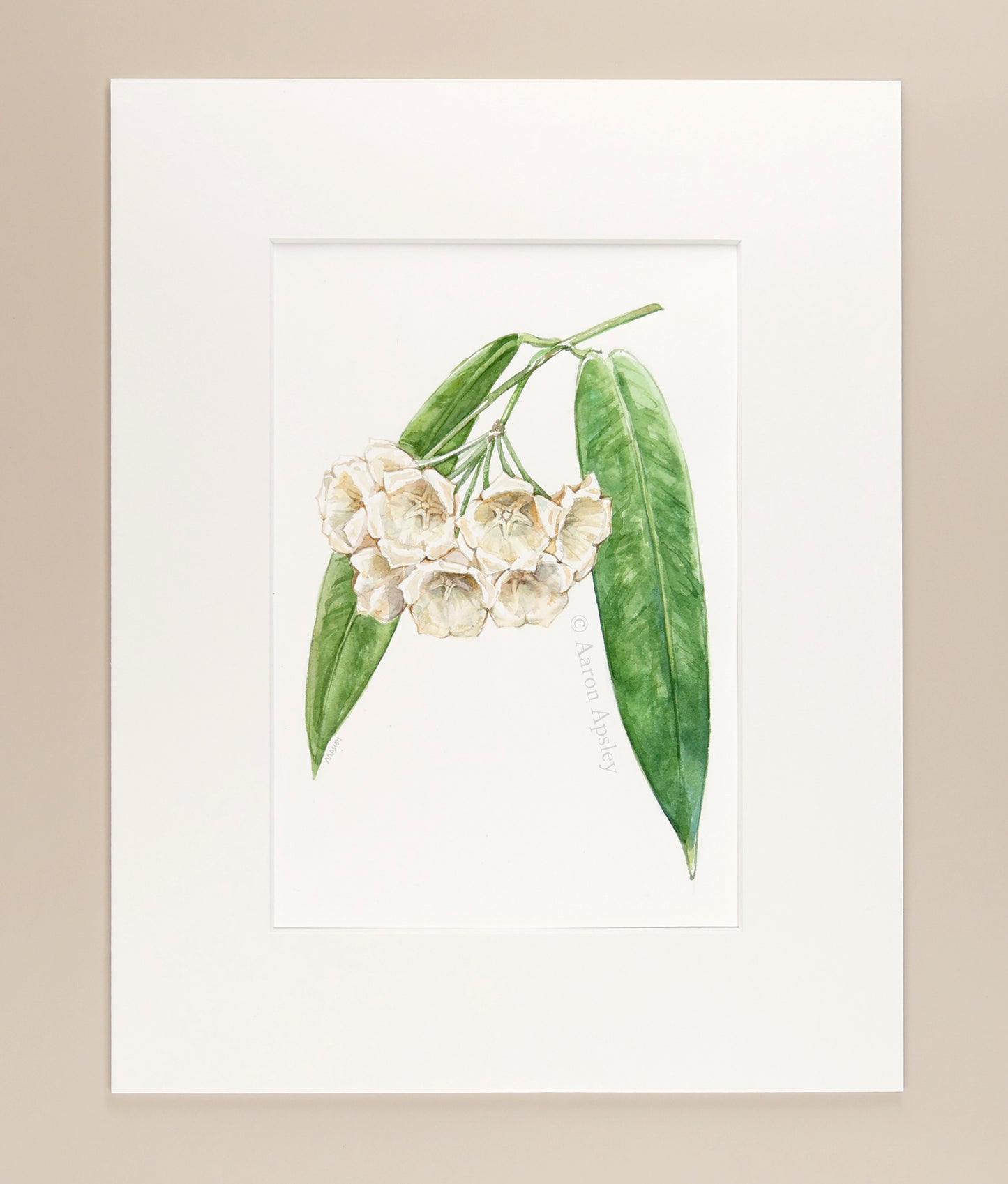Hoya campanulata - Original Watercolor