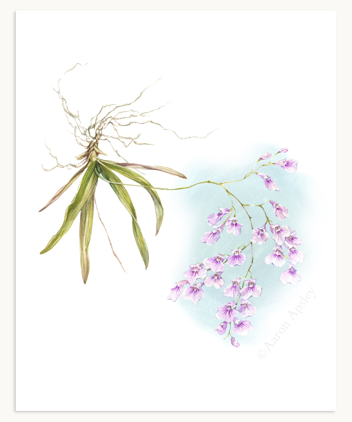 Ionopsis utricularioides Print