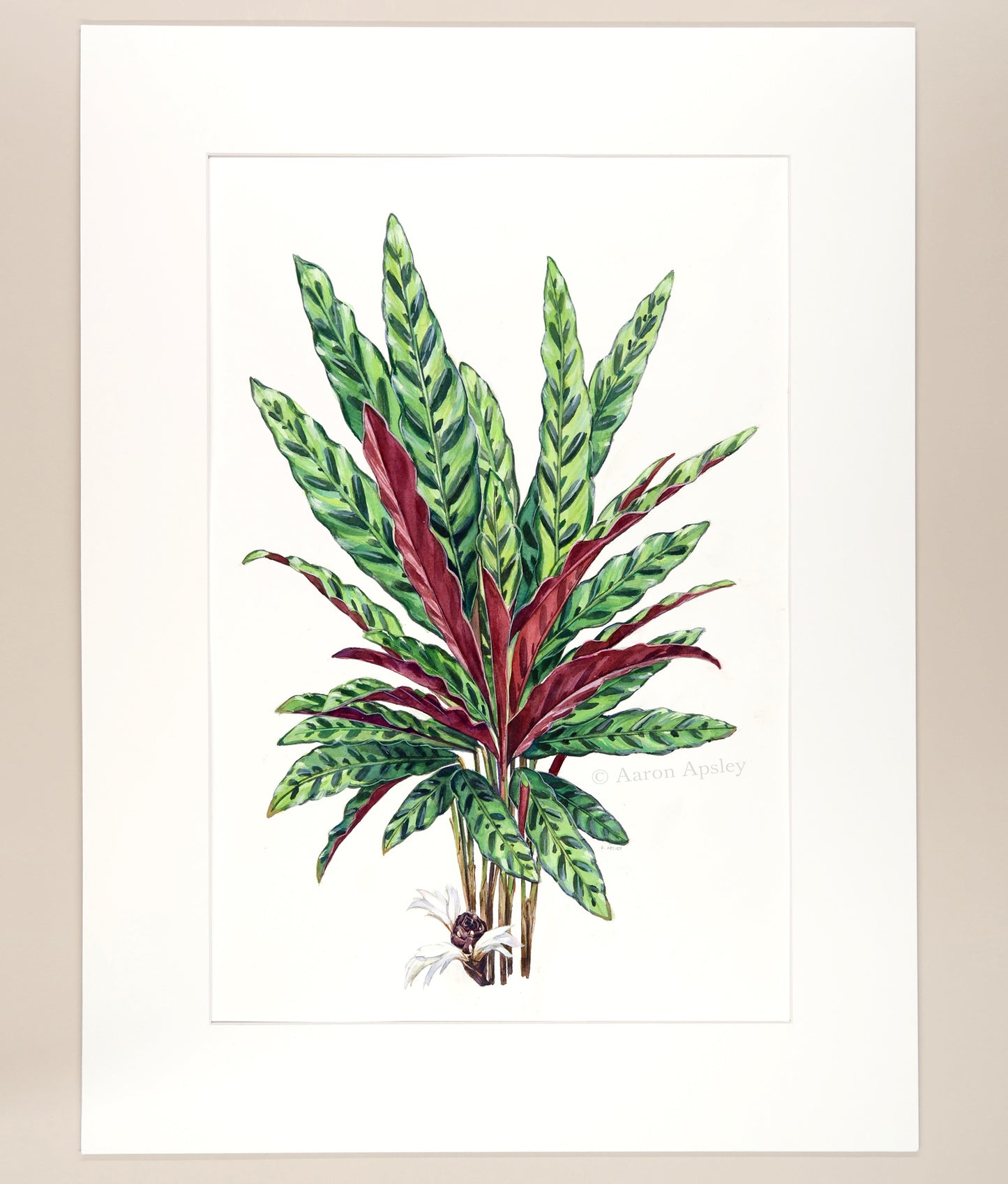 Calathea lancifolia - Original Watercolor