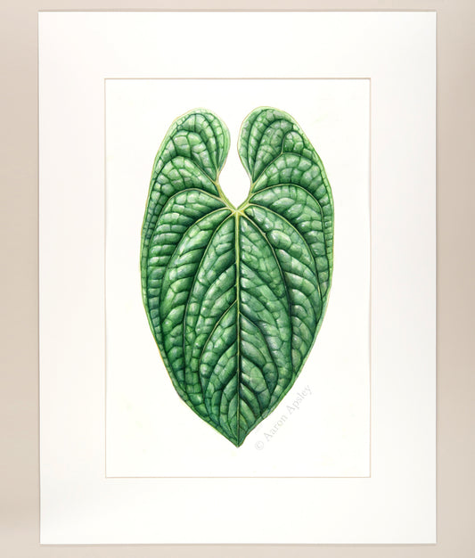 Anthurium luxurians - Original Watercolor