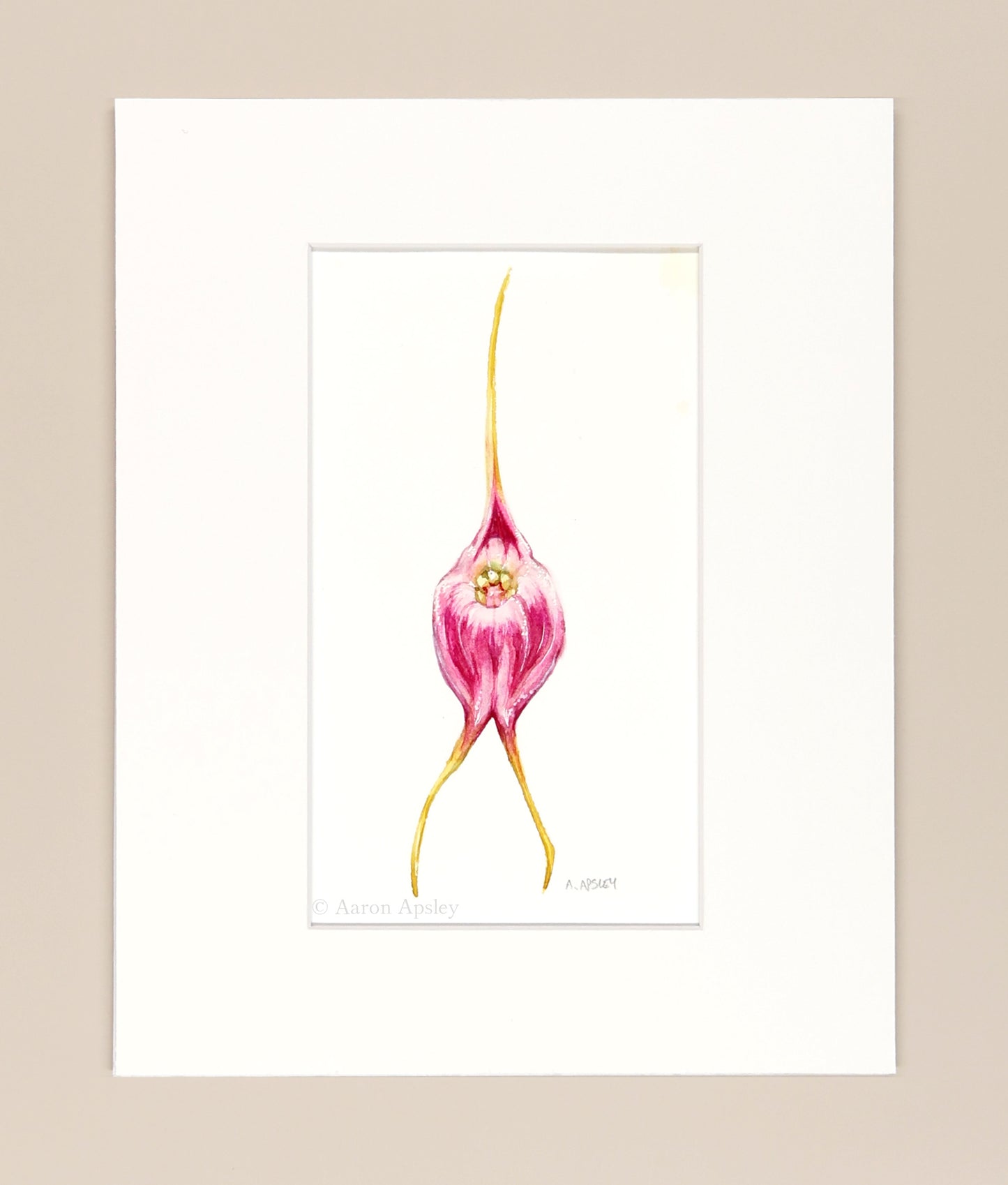 Masdevallia infracta - Original Watercolor