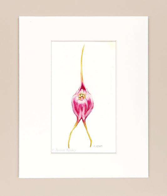Masdevallia infracta  - Original Watercolor
