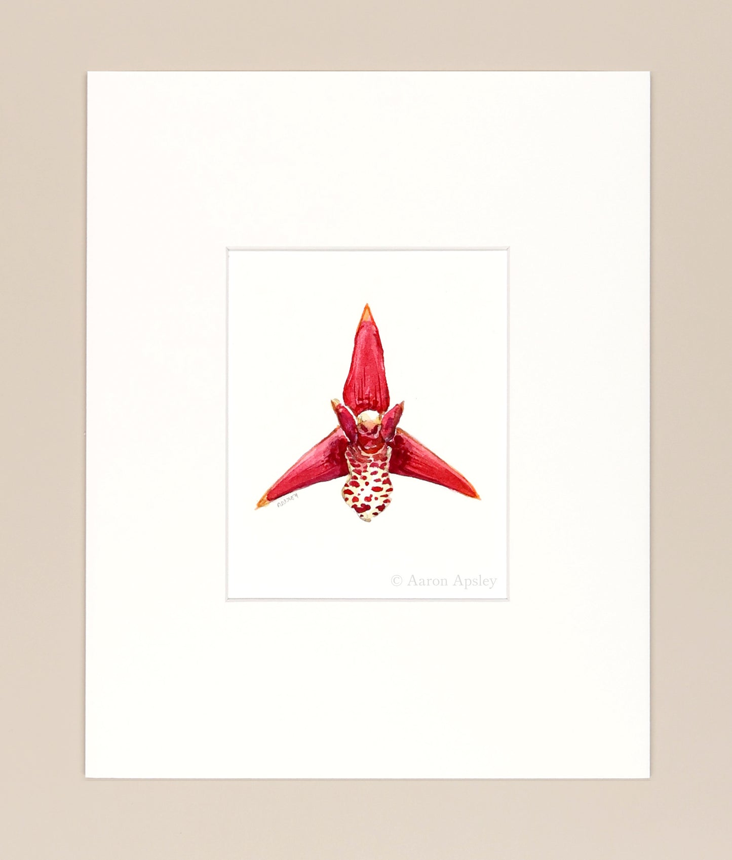 Maxillaria tenuifolia - Original Watercolor