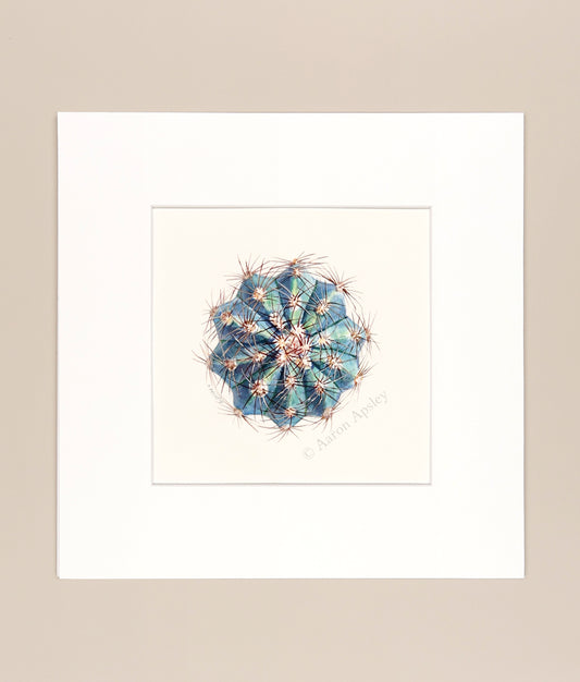 Melocactus azureus - Original Watercolor
