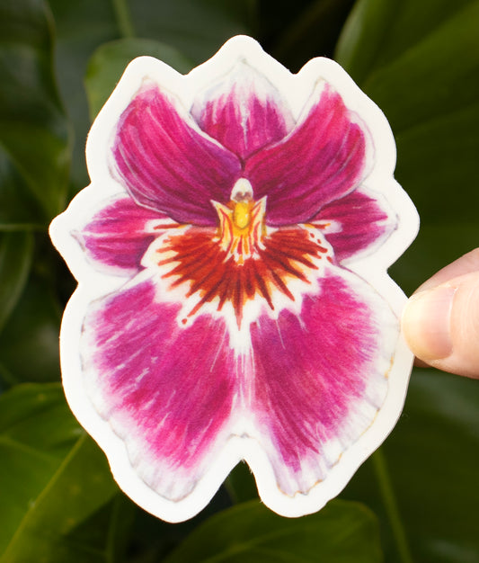 Miltoniopsis Sticker