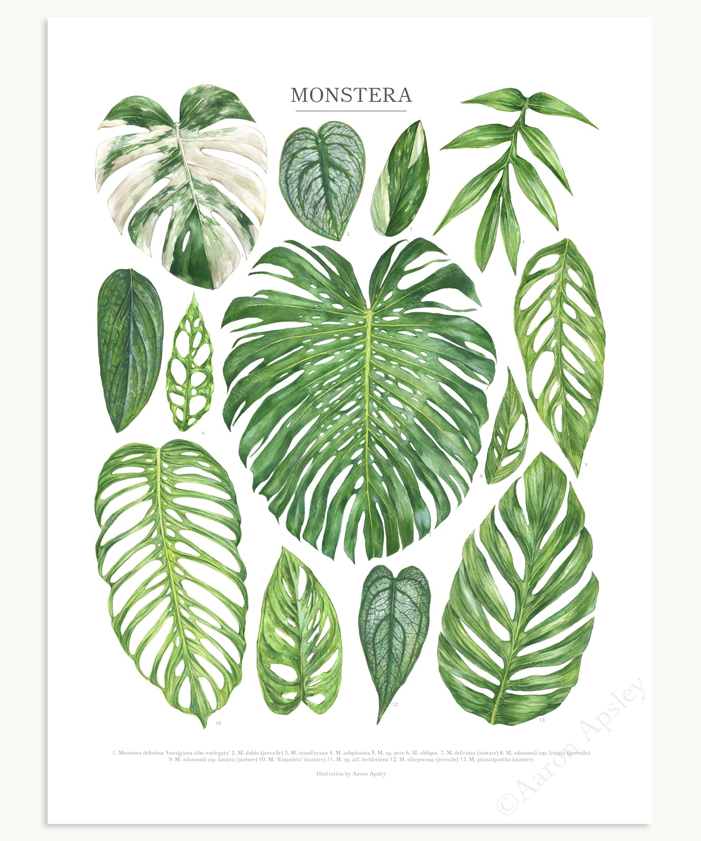 monstera adansonii lechleriana Monstera Species Print