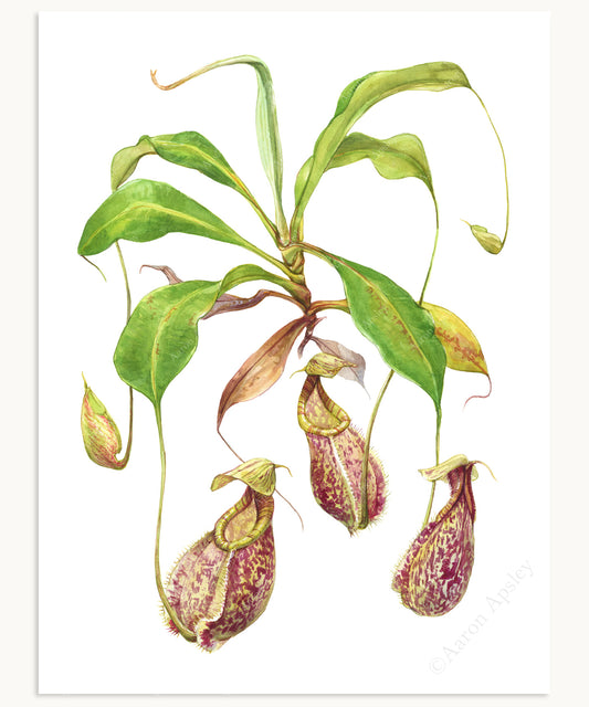 Nepenthes rafflesiana Print