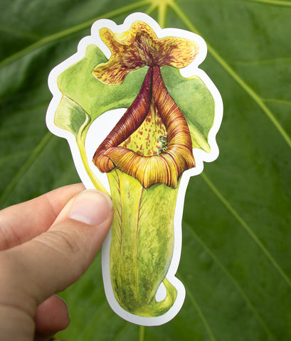 Nepenthes Magnet