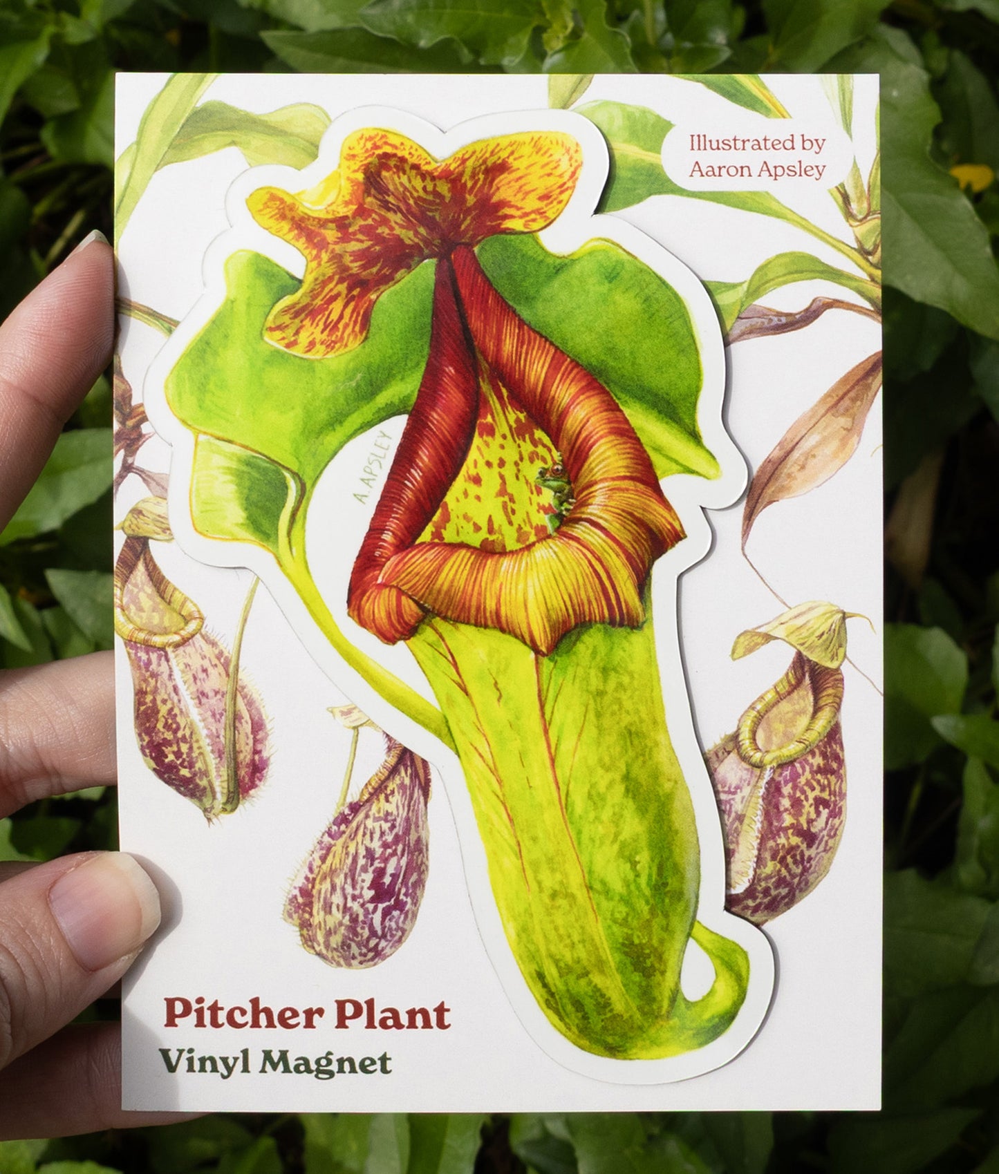 Nepenthes Magnet