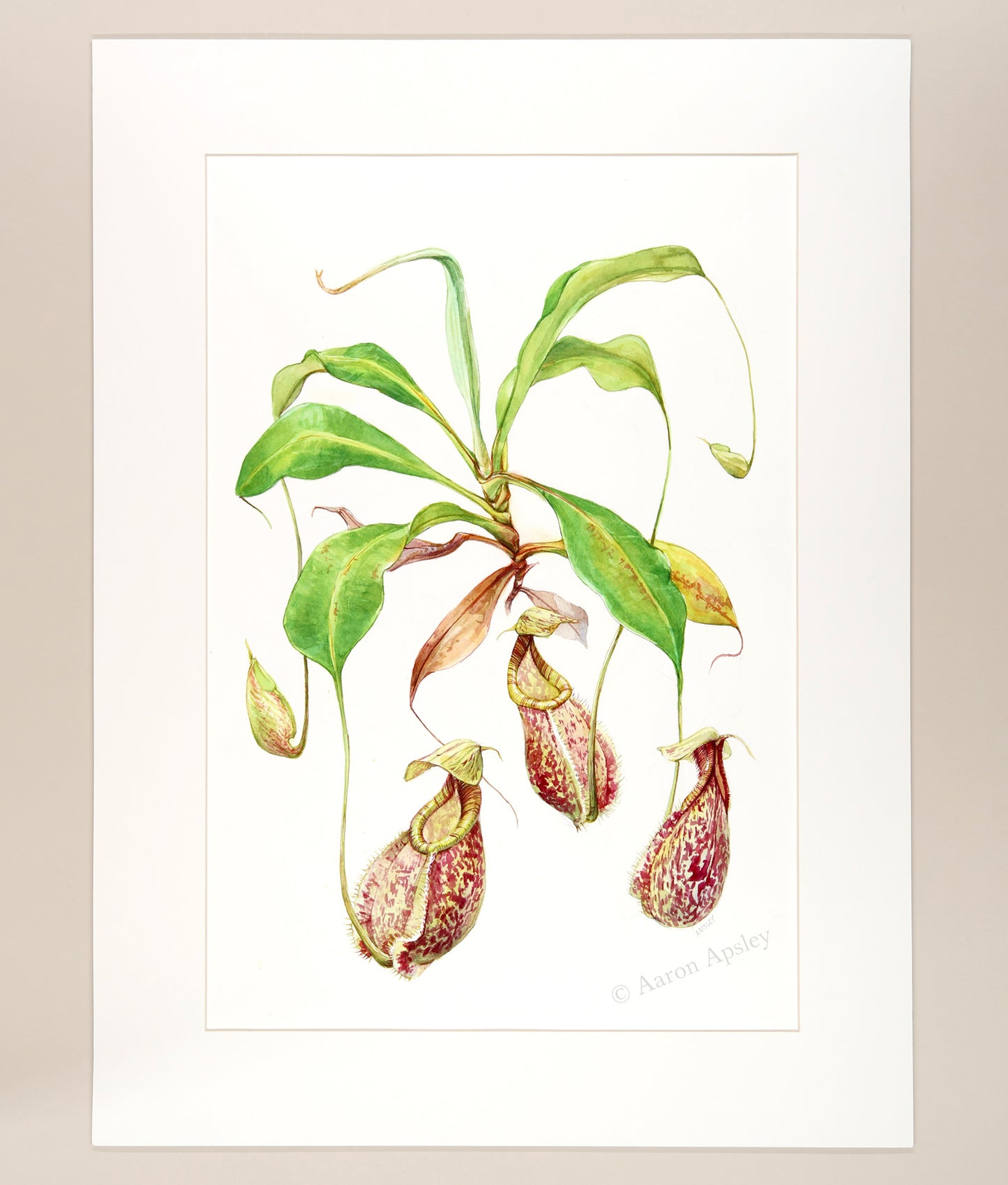 Nepenthes rafflesiana - Original Watercolor