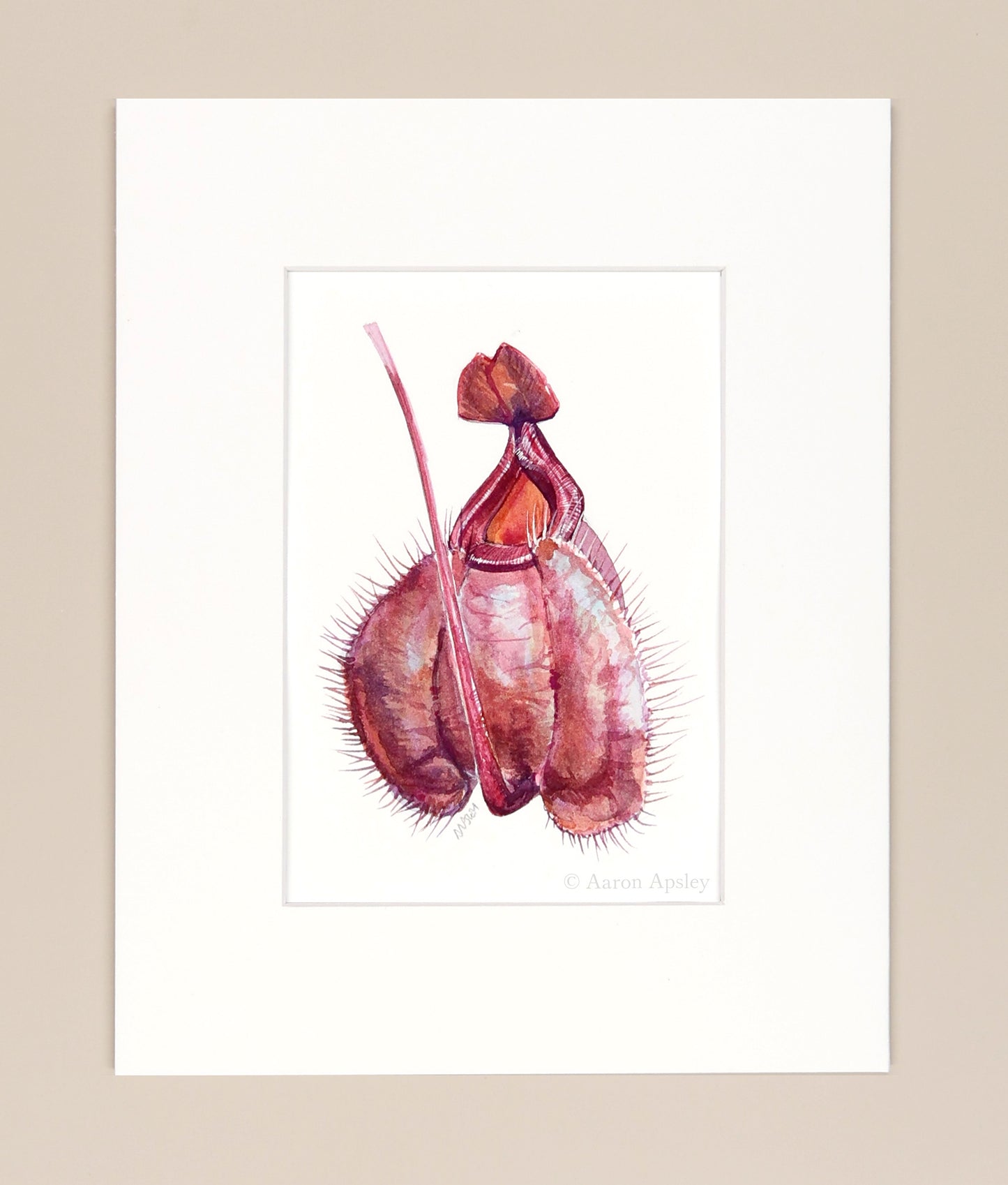 Nepenthes mirabilis var globosa x ampullaria - Original Watercolor