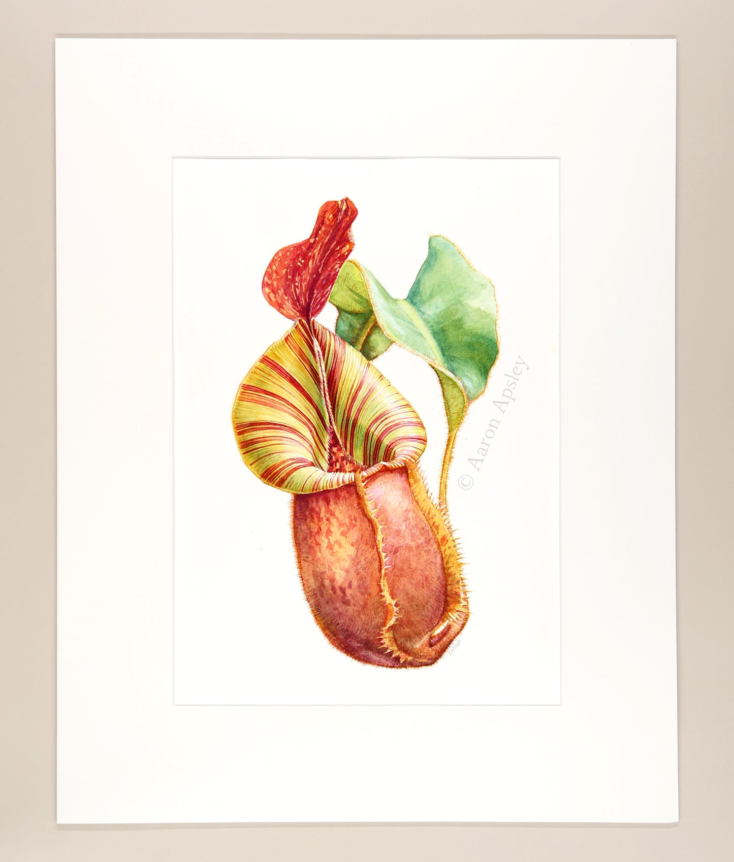 Nepenthes veitchii - Original Watercolor
