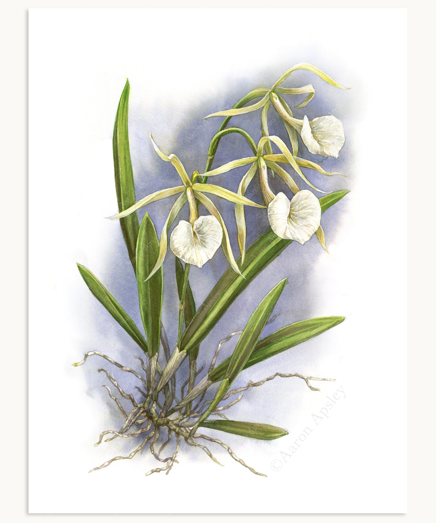 Brassavola nodosa Print