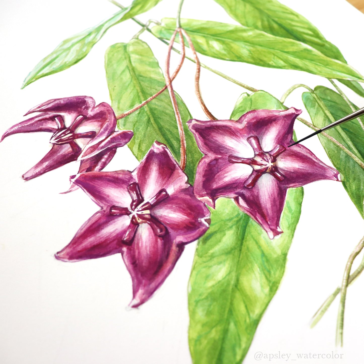 Hoya onychoides - Framed Original Watercolor