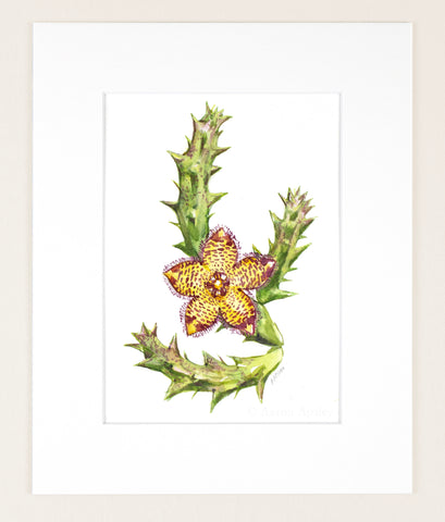 Orbea variegata - Original Watercolor