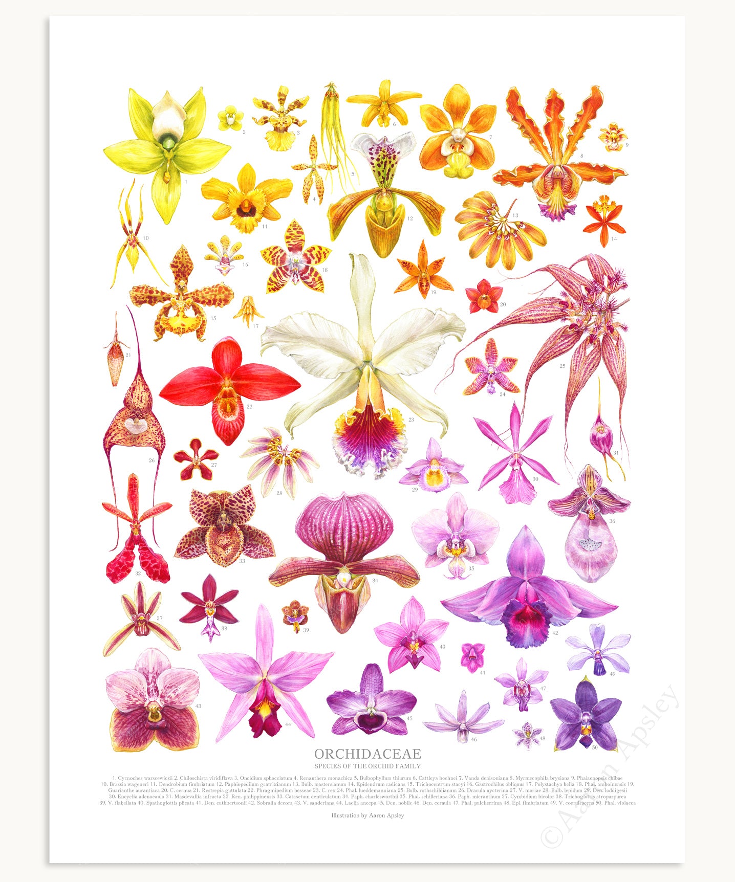 Orchid Species Print