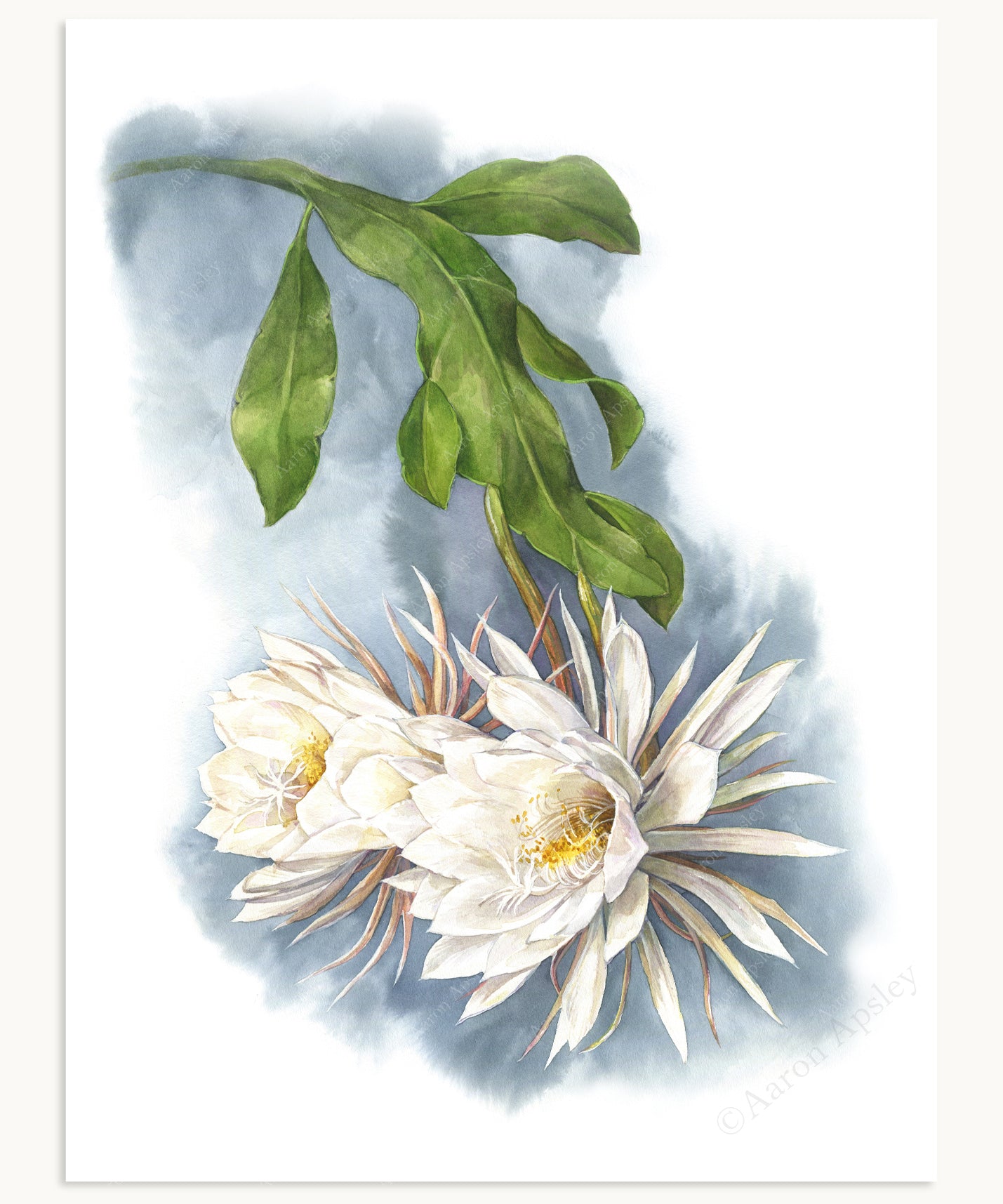 Epiphyllum oxypetalum Print