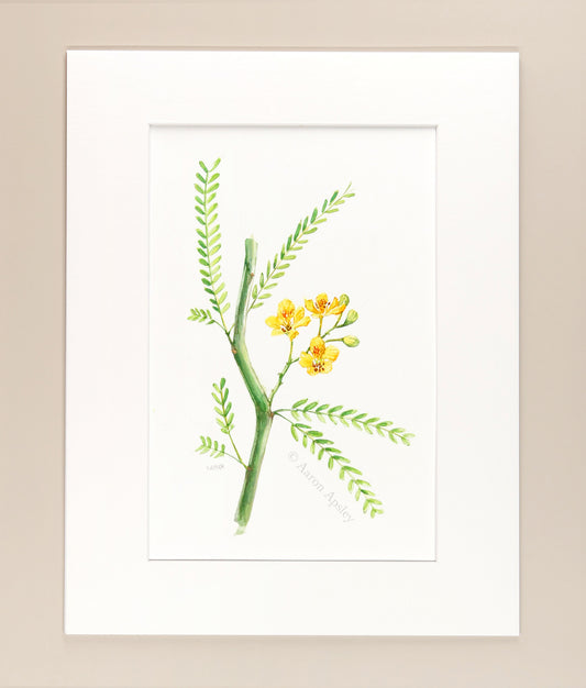 Palo Verde - Original Watercolor