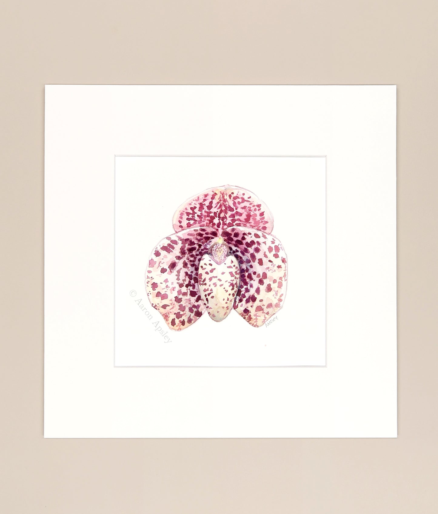 Paphiopedilum bellatulum - Original Watercolor