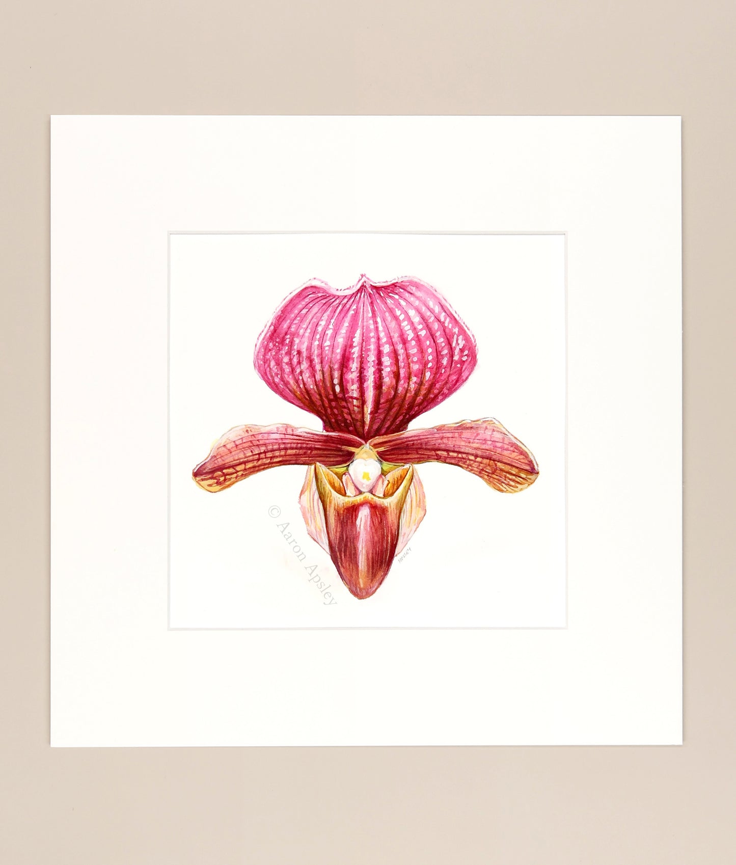 Paphiopedilum charlesworthii - Original Watercolor