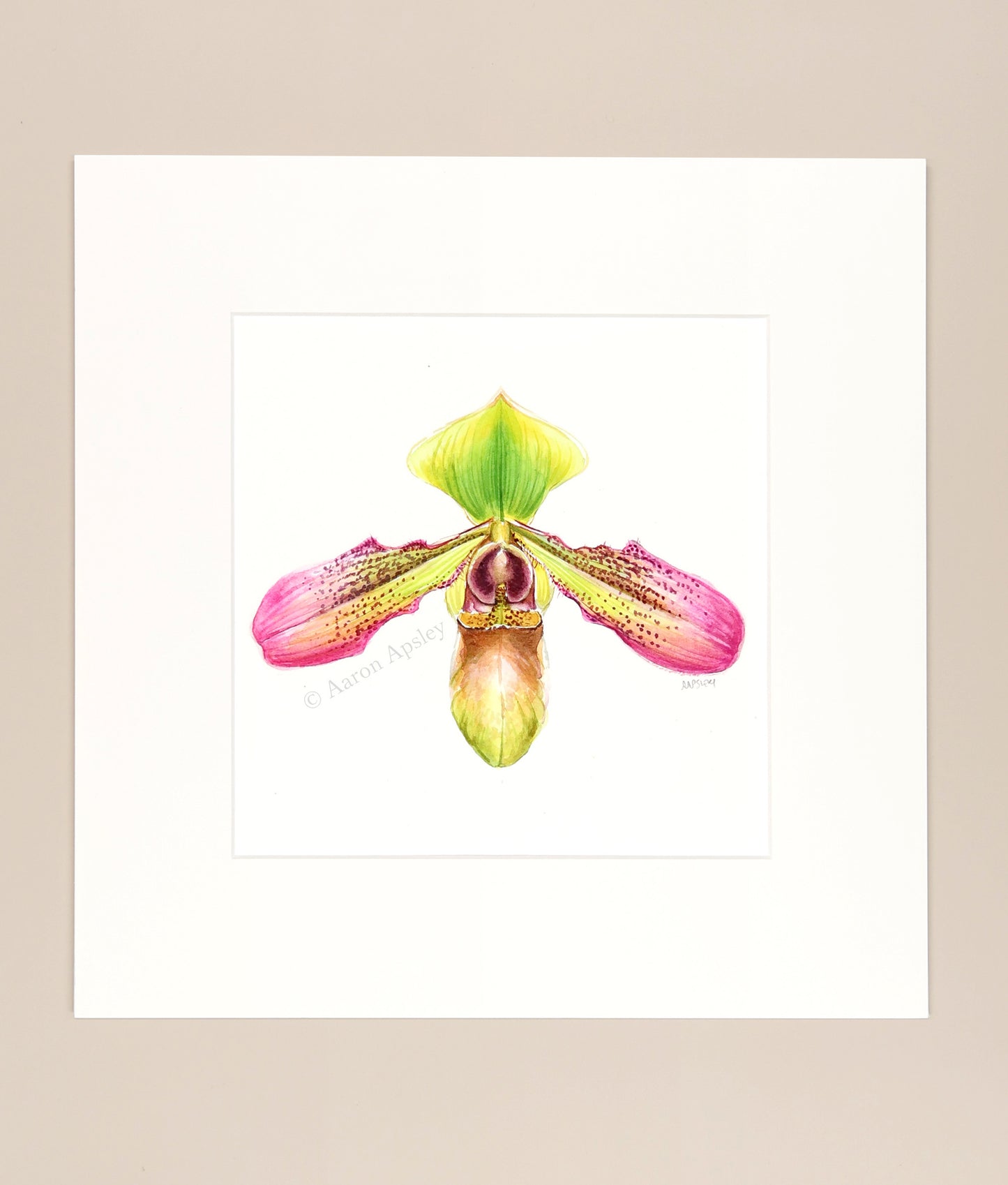 Paphiopedilum hookerae - Original Watercolor