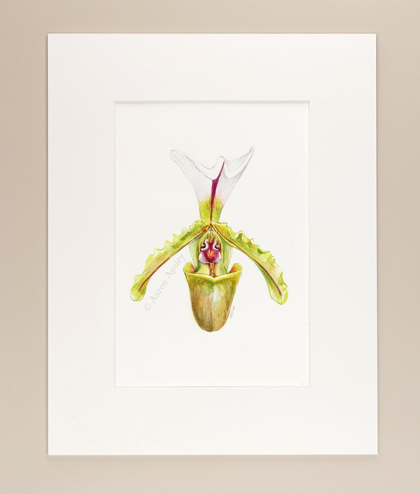 Paphiopedilum spicerianum - Original Watercolor