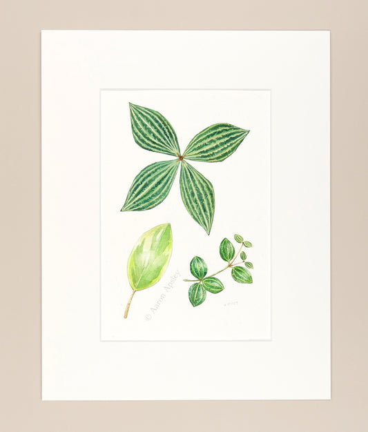 Peperomia Leaves - Original Watercolor
