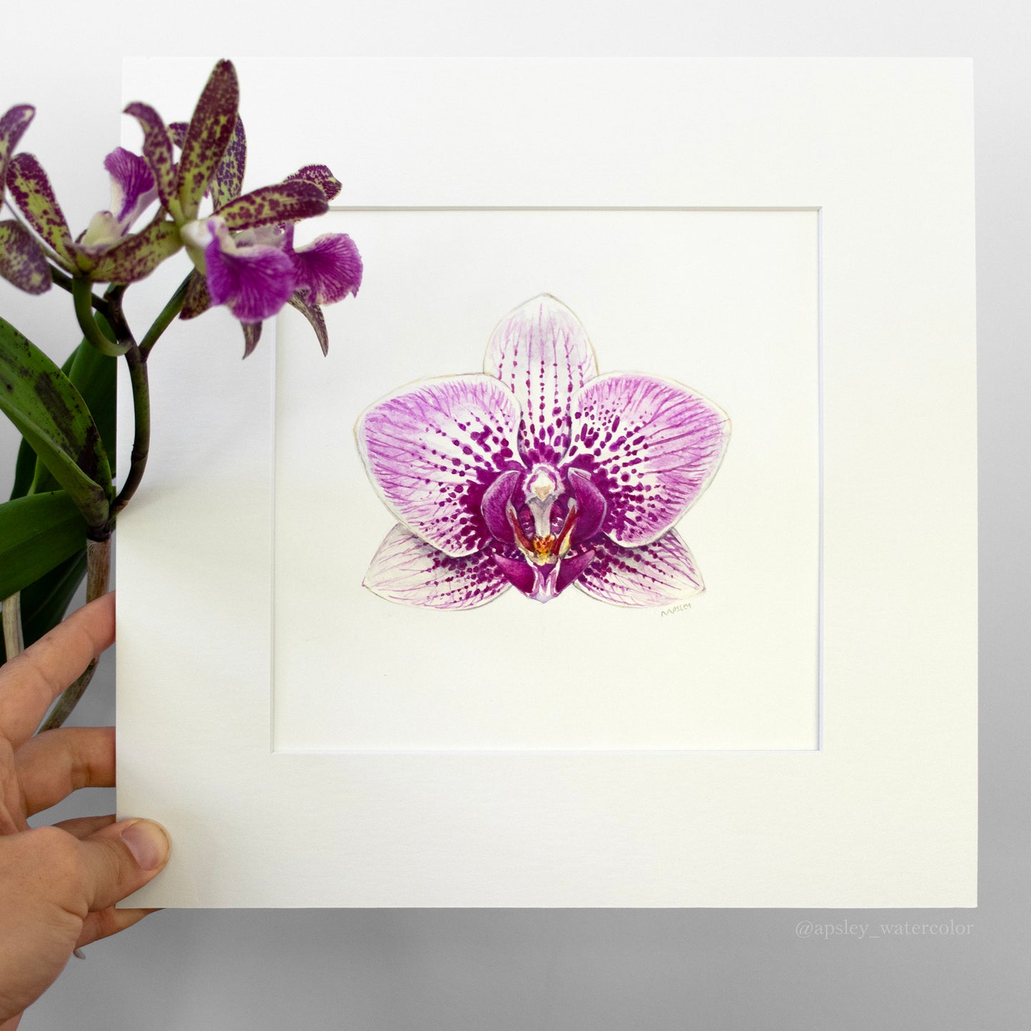 Phalaenopsis cv 2 - Original Watercolor