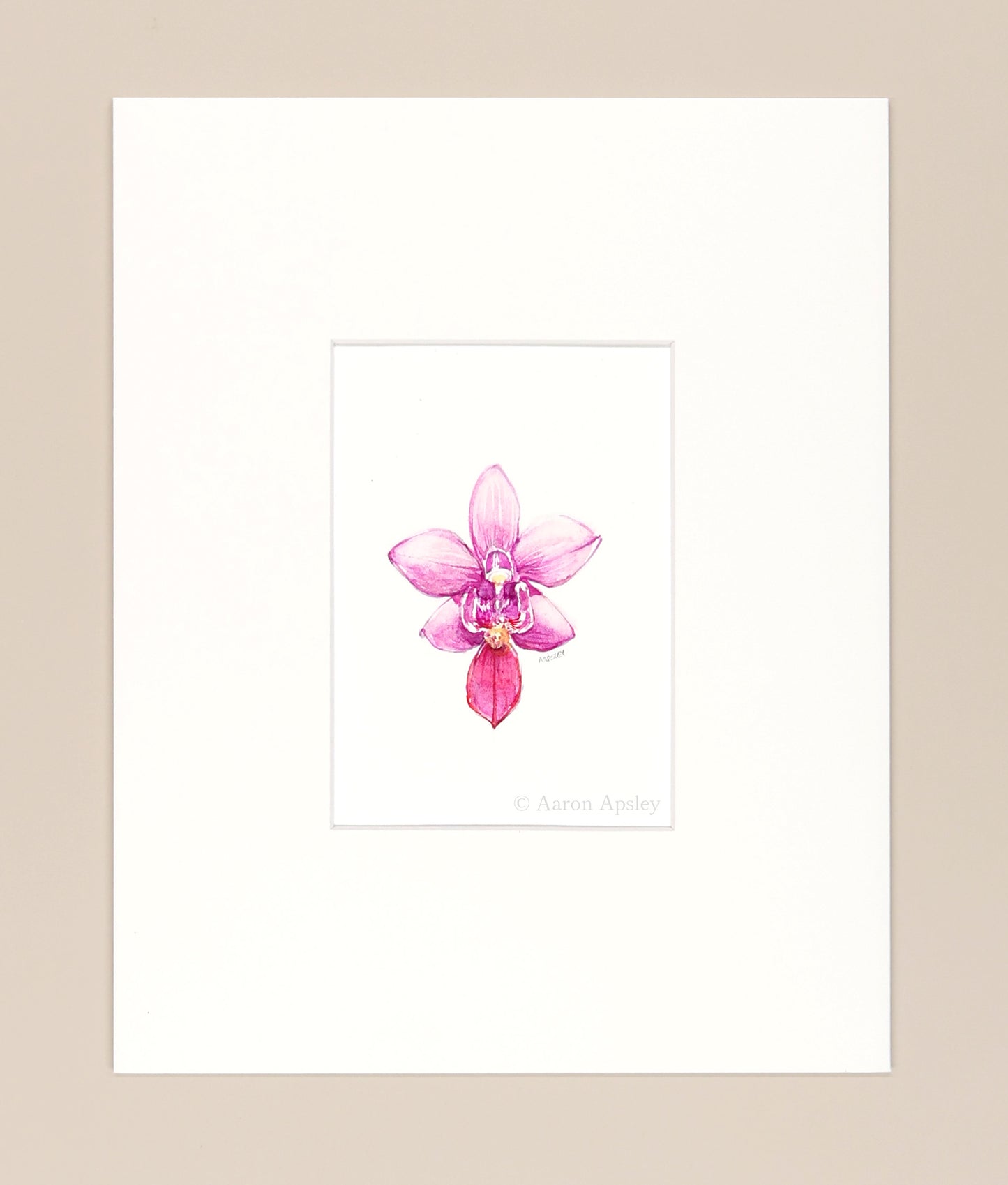 Phalenopsis equestris - Original Watercolor