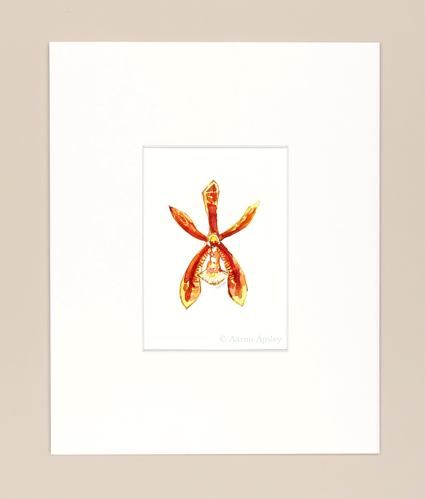Phalenopsis mannii - Original Watercolor