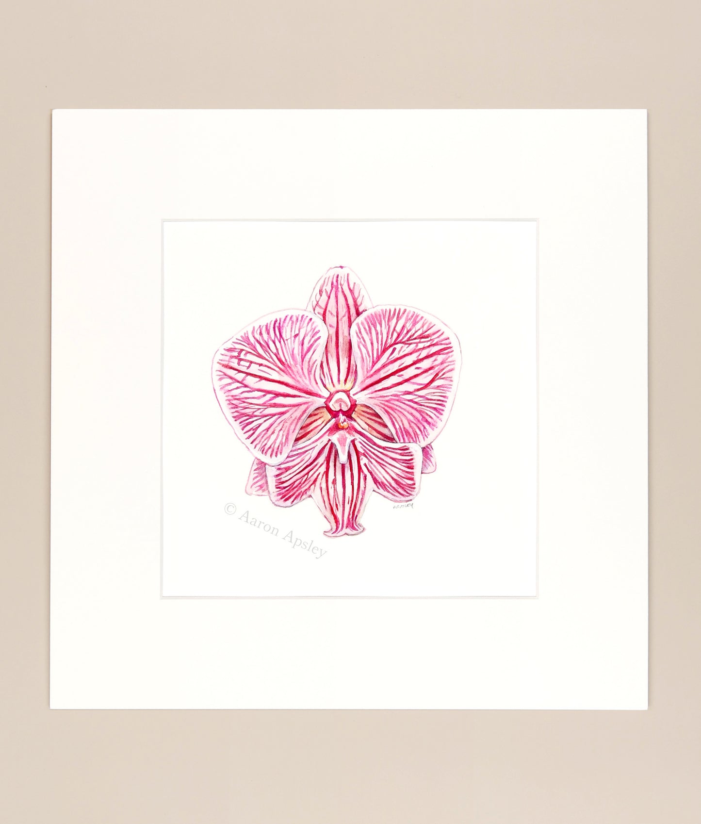 Phalaenopsis Chi Yueh Four Peace - Original Watercolor