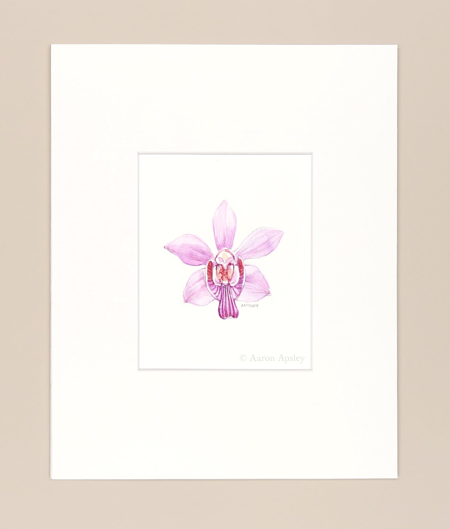 Phalaenopsis pulcherrima - Original Watercolor