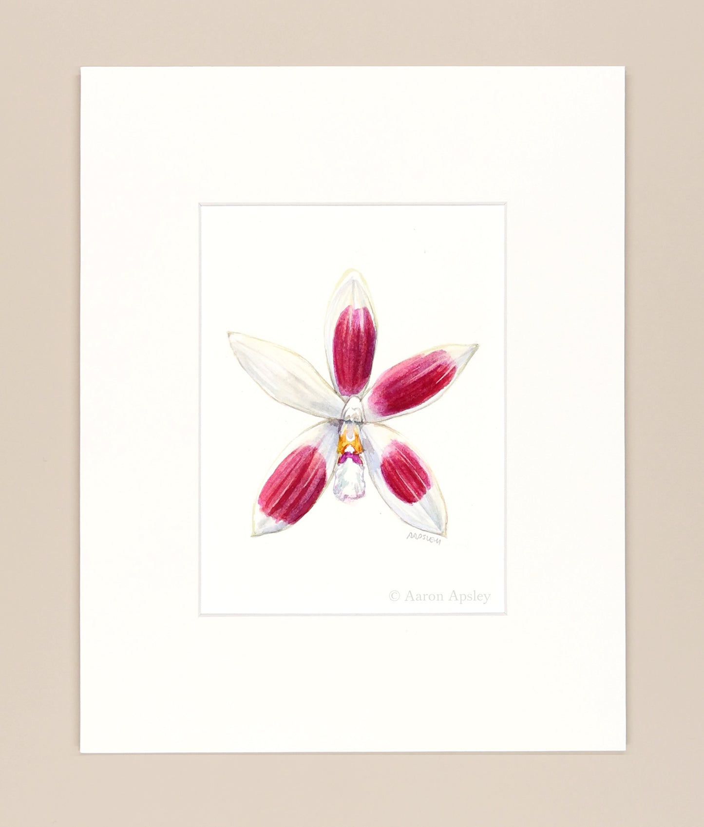 Phalaenopsis tetraspis - Original Watercolor