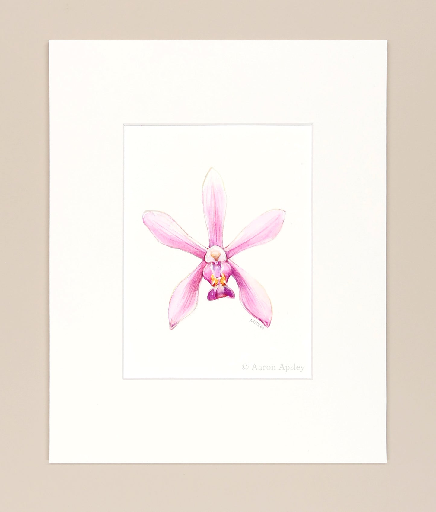 Phalaenopsis wilsonii - Original Watercolor