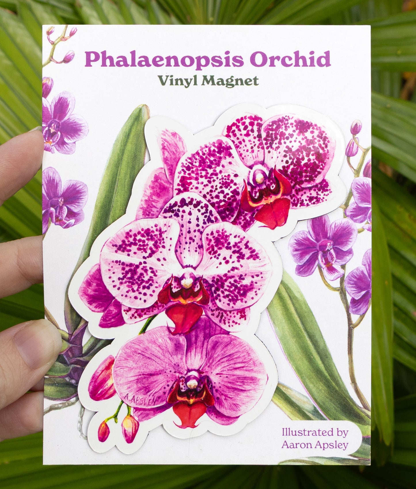Phalaenopsis Orchid Magnet