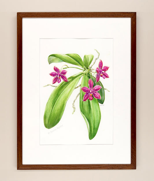 Phalaenopsis lueddemanniana hybrid - Framed Original Watercolor