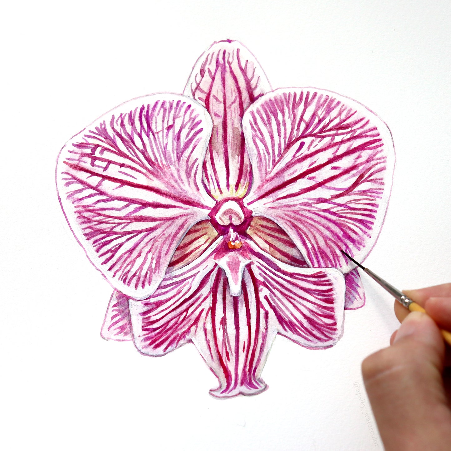 Phalaenopsis Chi Yueh Four Peace - Original Watercolor