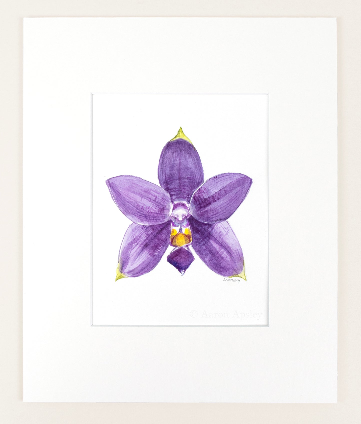Phalaenopsis violacea - Original Watercolor