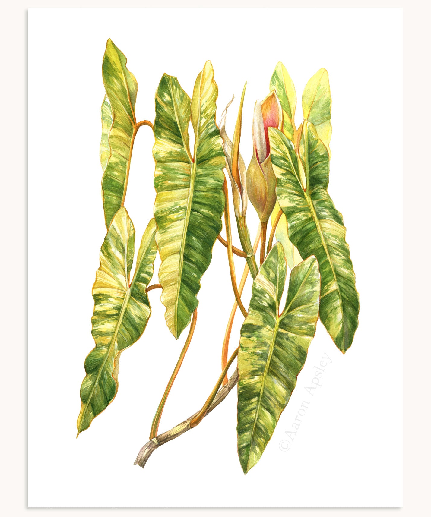 philodendron billietiae variegated Philodendron billietiae 'Variegata' Print – Aaron Apsley Artwork