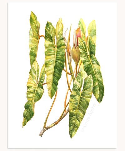 Philodendron billietiae 'Variegata'