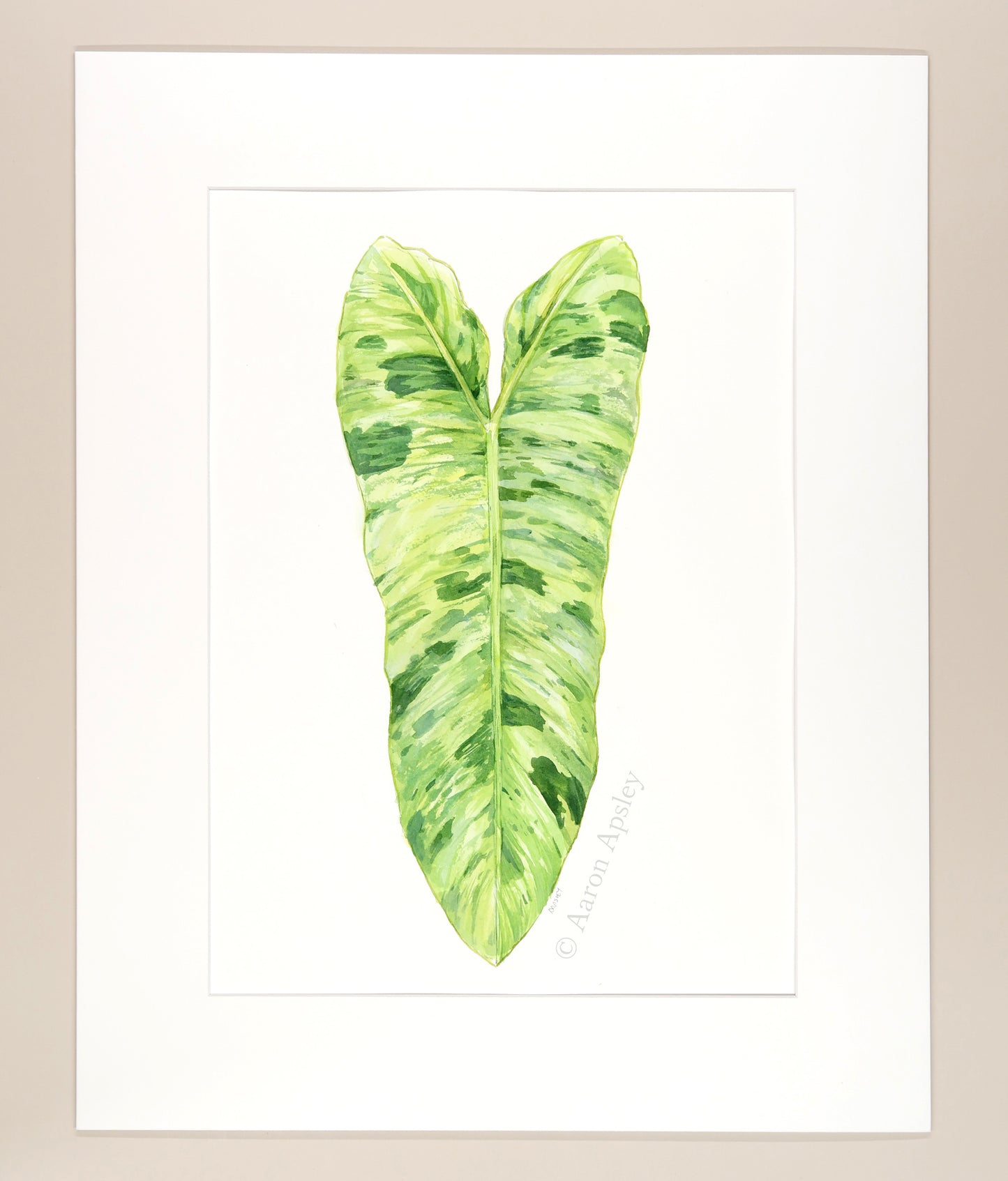 Philodendron paraiso verde - Original Watercolor