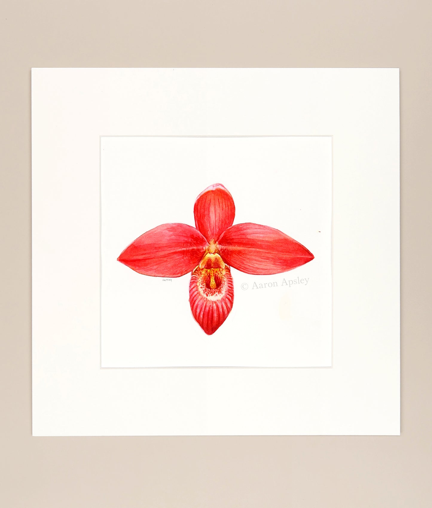 Phragmipedium besseae - Original Watercolor