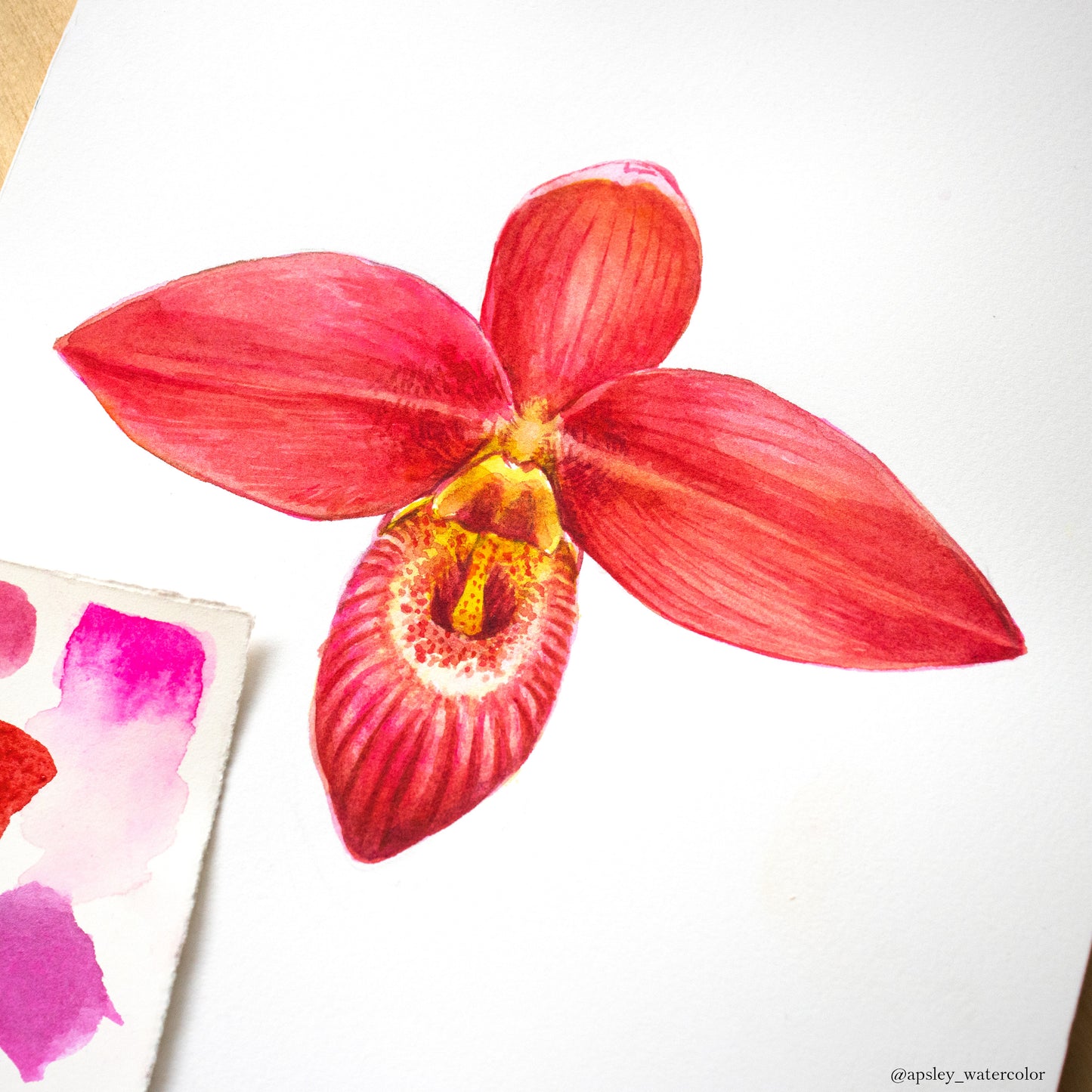 Phragmipedium besseae - Original Watercolor