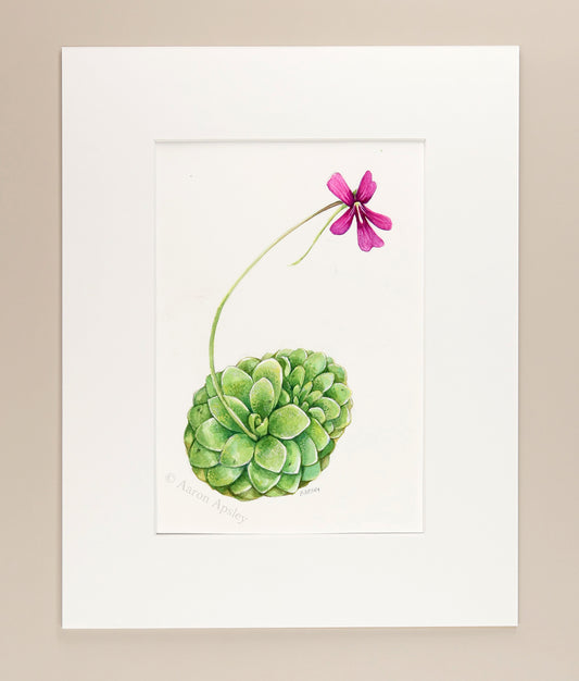 Pinguicula Study  - Original Watercolor