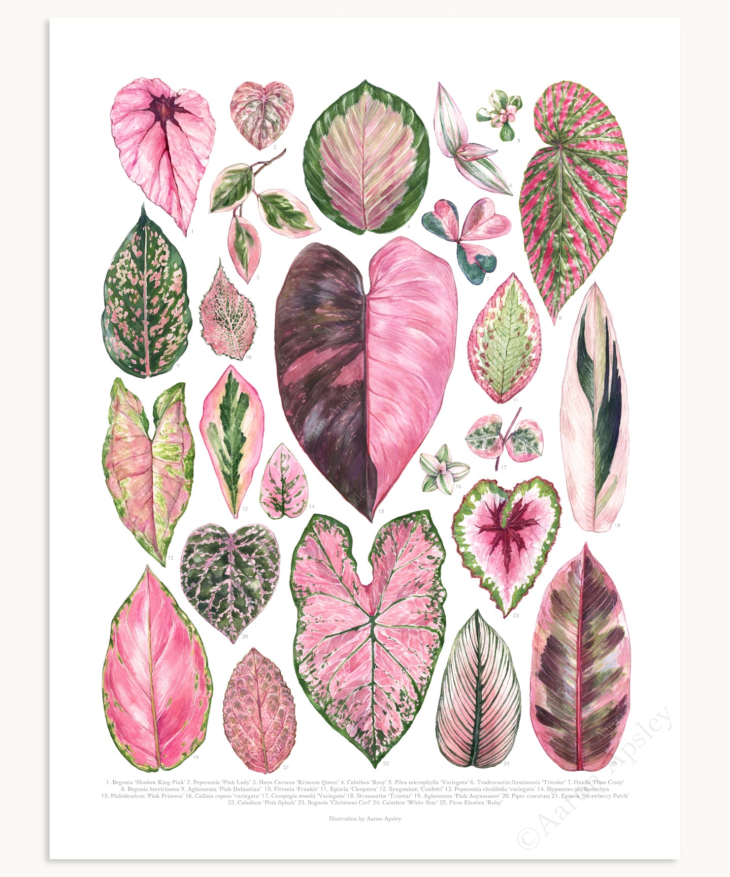 house plants pink Pink Houseplant Varieties Print