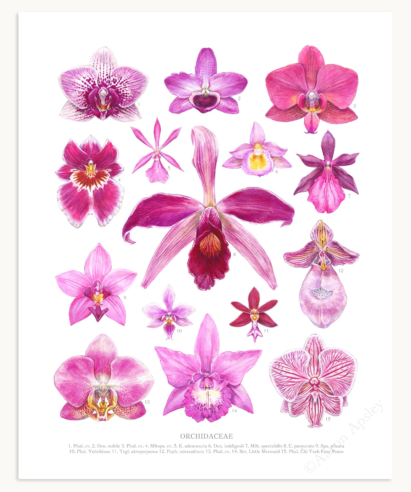 Pink Orchid Flowers Print