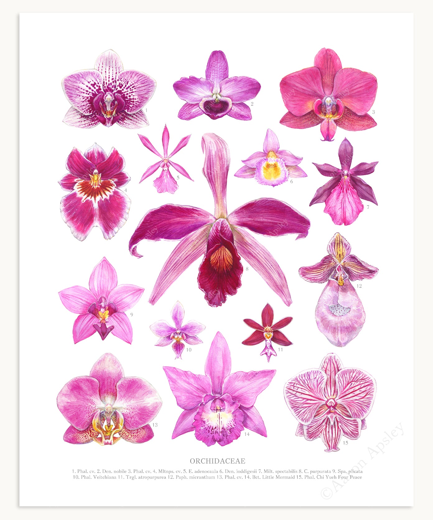 Pink Orchid Flowers Print