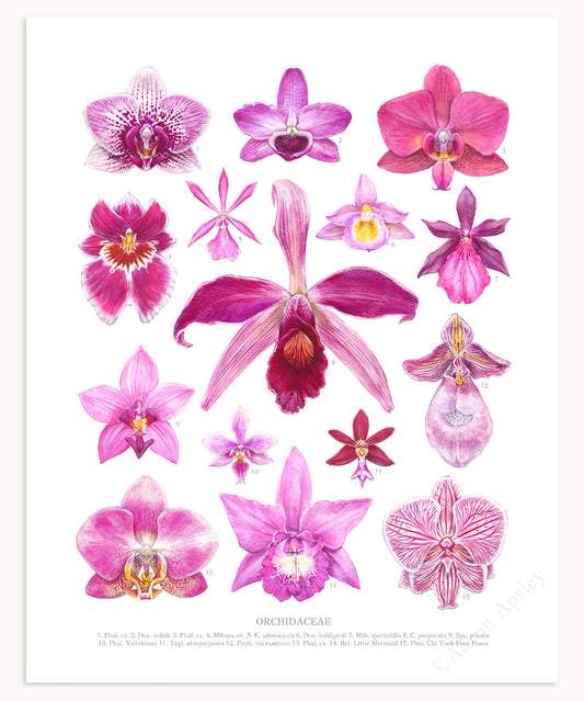 Pink Orchid Flowers Print