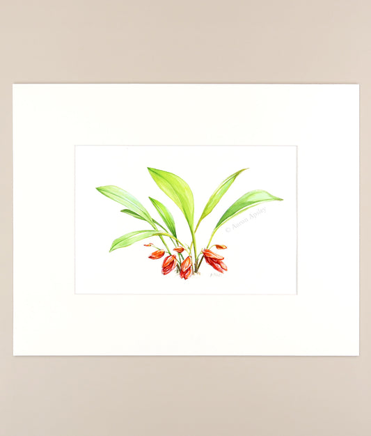 Pleurothallis fulgens - Original Watercolor