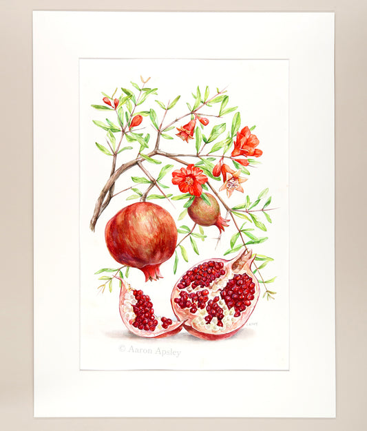 Pomegranate - Original Watercolor